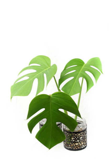 Monstera deliciosa es una especie de planta fanerógama originaria de los bosques tropicales del sur de México, al sur de Panamá. Aislado sobre blanco
. - Foto, imagen