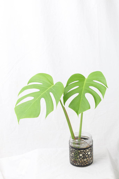 Monstera deliciosa es una especie de planta fanerógama originaria de los bosques tropicales del sur de México, al sur de Panamá. Aislado sobre blanco
. - Foto, imagen
