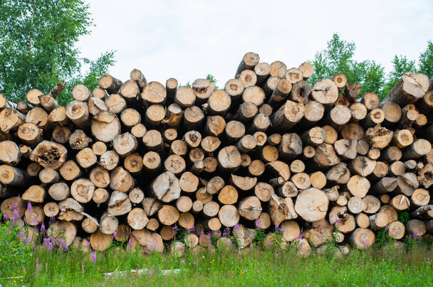 Tronchi di legno di pineta nella foresta. tronchi d'albero tagliati impilati uno sopra l'altro in una pila. - Foto, immagini