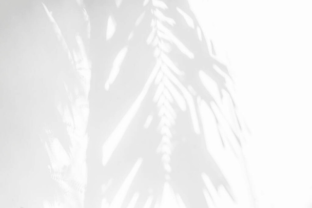 Blätter Schatten Hintergrund der natürlichen Palmen, Stamm und Ast fallen auf weiße Wand Textur, abstrakter Hintergrund, schwarz-weiß monochromen Ton - Foto, Bild
