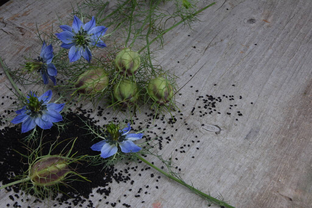 Léčivá rostlina Nigella sativa, černý kmín, také známý jako černý kmín, nigella - Fotografie, Obrázek
