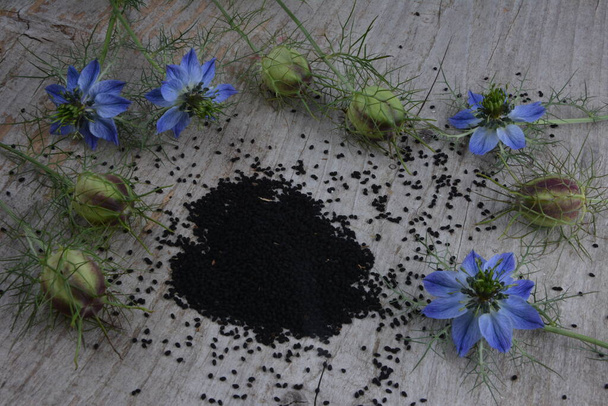 Plante médicinale Nigella sativa, carvi noir, également connu sous le nom de cumin noir, nigella - Photo, image