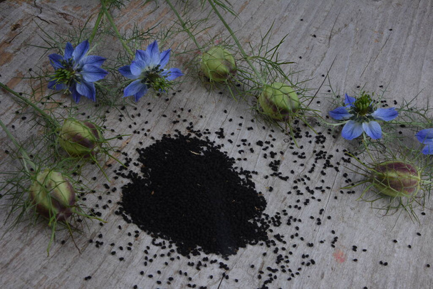 Лекарственное растение Nigella sativa, черный caraway, также известный как черный тмин, nigella - Фото, изображение