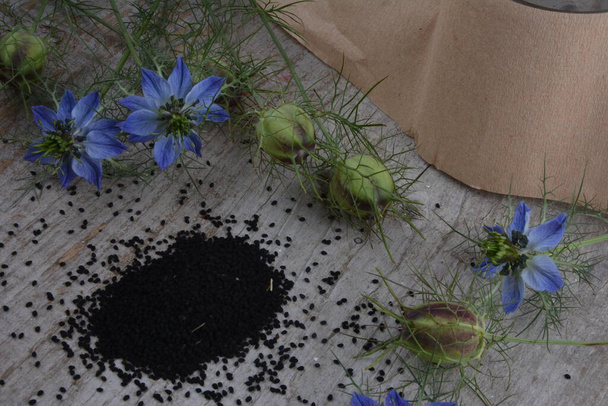 Planta medicinal Nigella sativa, alcaravea negra, también conocida como comino negro, nigella - Foto, imagen