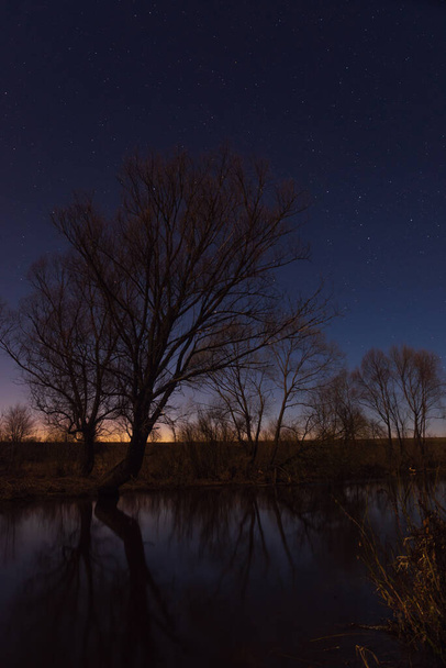 Tree by the river starry night in the moonlight - Foto, Imagem