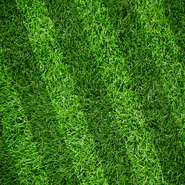 Sport lined grass field - Photo, Image