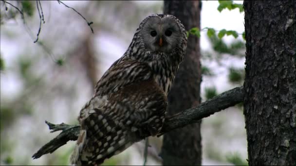 The grey owl or tawny owl (Strix aluco) is a medium-sized bird of the owl family. It prefers old deciduous and mixed forests, it is often found in coniferous forests, as well as in forest farms.  - Footage, Video