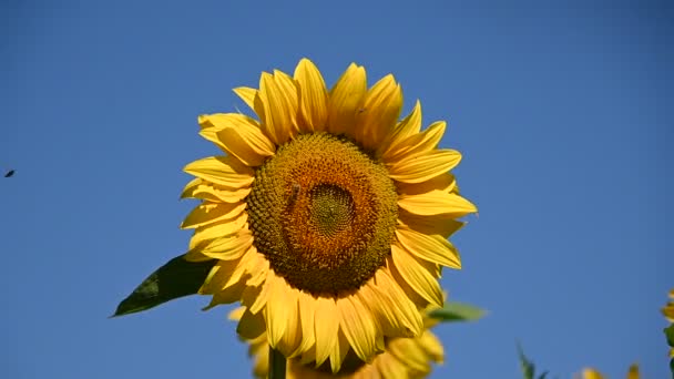 widok pięknych słoneczników rosnących na łące w letni słoneczny dzień   - Materiał filmowy, wideo