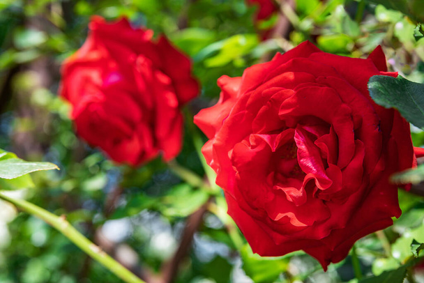大きな赤いバラは茂みの上で、薄緑色の葉の間で、美しい背景に成長します。自然の屋外マクロ夏の写真 - 写真・画像