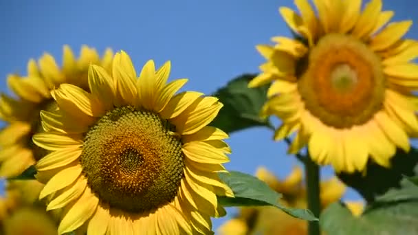 maalauksellinen näkymä kauniille auringonkukille kasvaa niityllä kesällä aurinkoinen päivä   - Materiaali, video