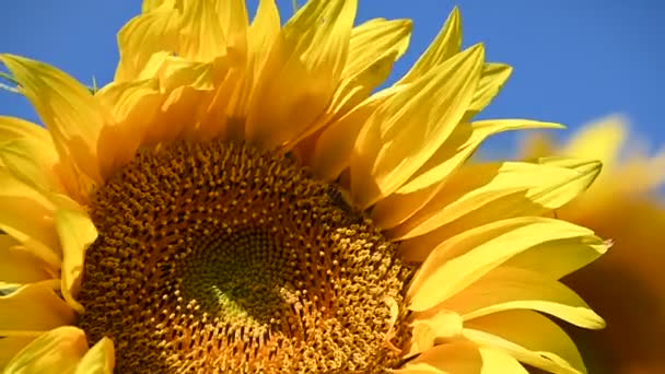 вид на красиві соняшники, що ростуть на лузі в літній сонячний день
   - Кадри, відео