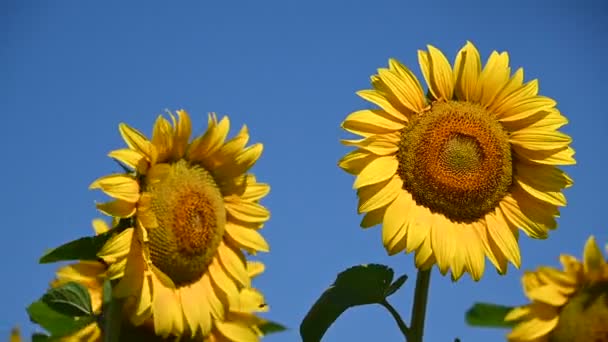 uitzicht op prachtige zonnebloemen groeien op weide in de zomer zonnige dag   - Video
