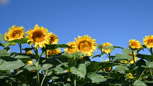 Güneşli yaz gününde çayırlarda yetişen güzel ayçiçeklerinin manzarası   - Video, Çekim