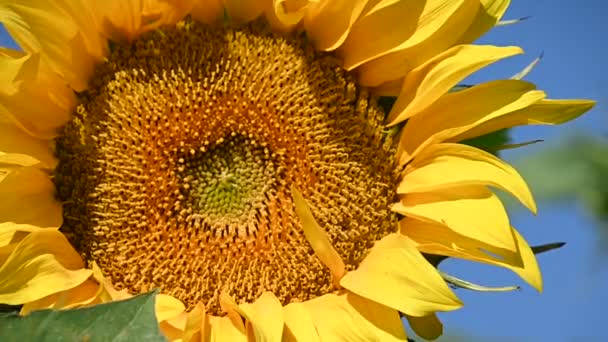 pohled na krásné slunečnice rostoucí na louce v létě slunečný den   - Záběry, video
