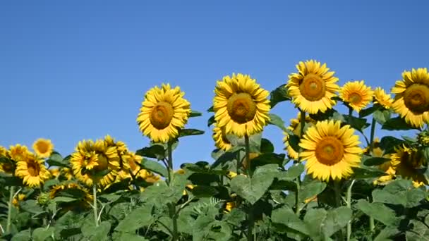 Güneşli yaz gününde çayırlarda yetişen güzel ayçiçeklerinin manzarası   - Video, Çekim