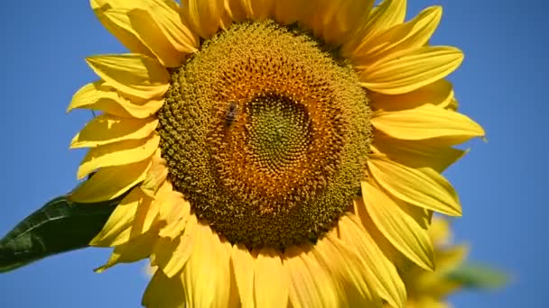 kilátás gyönyörű napraforgó nő a réten a nyári napsütéses napon   - Felvétel, videó