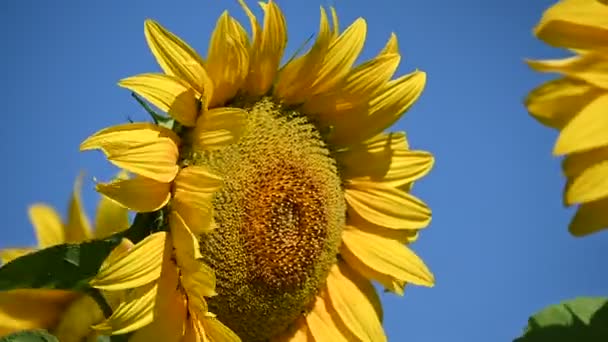 näkymä kauniista auringonkukista kasvaa niityllä kesällä aurinkoinen päivä   - Materiaali, video