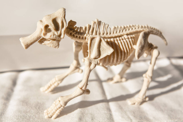 Esqueleto de un animal monstruoso. Anatomía de los huesos de mamíferos
 - Foto, Imagen