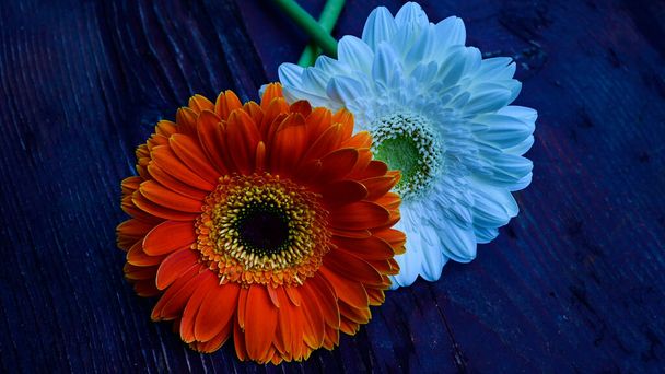 gerbera bloemen op houten tafel - Foto, afbeelding