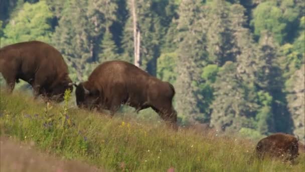 zubr é uma espécie de animal do gênero "Bison". O último representante de touros selvagens na Europa. O seu habitat é de florestas temperadas decíduas, coníferas e mistas. - Filmagem, Vídeo