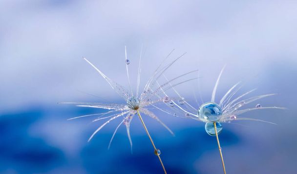 Nature in detail, dandelion flower seed close up with dewdrops on a cloudy background with copy space - Photo, Image