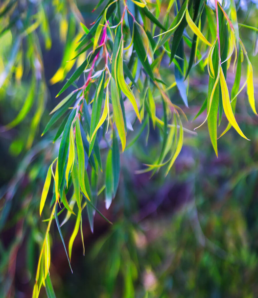 Natural background with   jarrah  leaves - Фото, изображение
