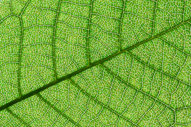 zöld leveles - Fotó, kép