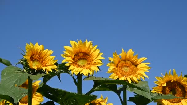 Blick auf schöne Sonnenblumen, die an sonnigen Sommertagen auf der Wiese wachsen   - Filmmaterial, Video