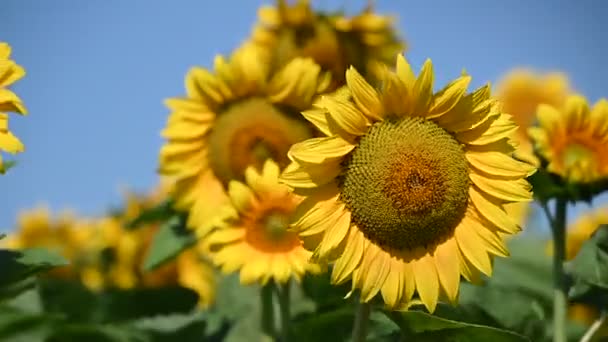 widok pięknych słoneczników rosnących na łące w letni słoneczny dzień   - Materiał filmowy, wideo