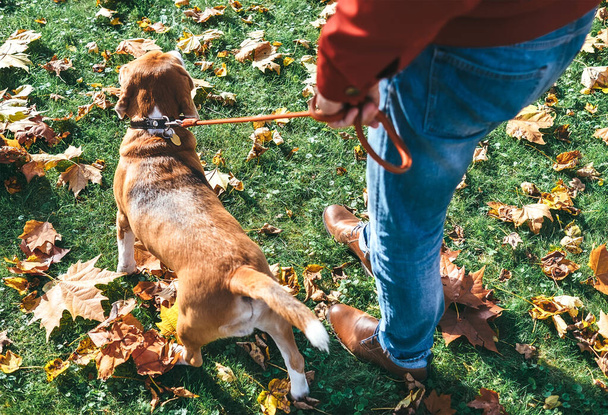 Man with beagle dog on walk in autumn park - Foto, afbeelding