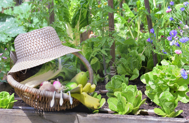 vegetal fresco em uma cesta de vime com chapéu colocado em uma horta florida
  - Foto, Imagem