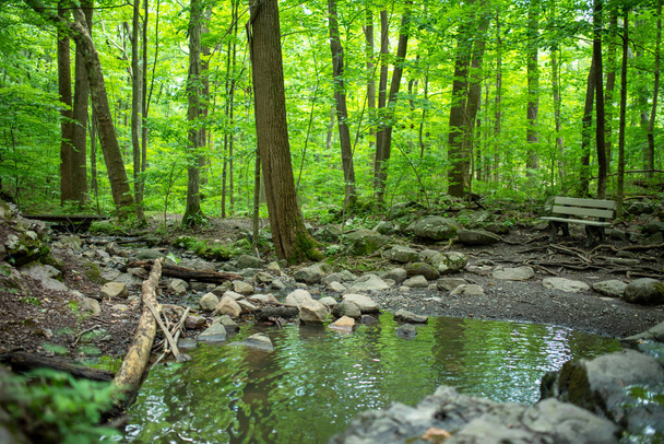 Порожня лавка біля лісового басейну з зеленим листям і блакитним небом, відображеним у воді
. - Фото, зображення