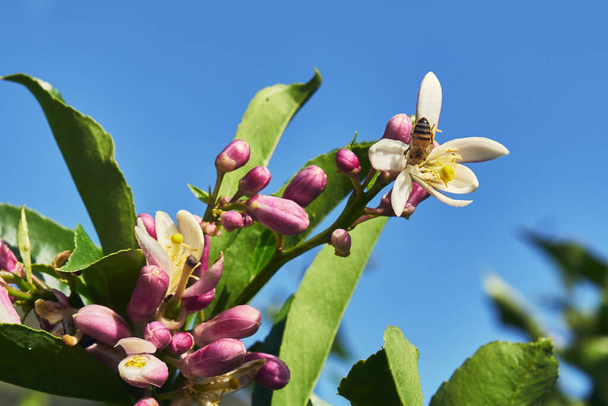 planta de limón con flor de azahar y abejas, cielo azul
 - Foto, Imagen