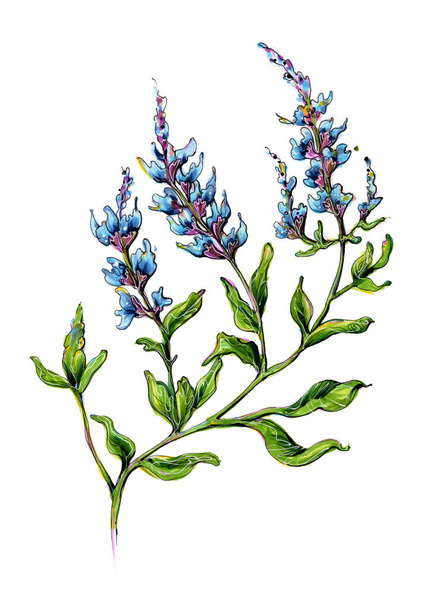 Flower blue Sage Marker Illustration  - Photo, Image