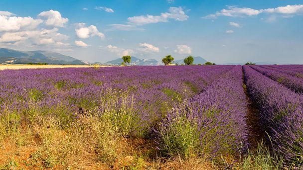 Levendula mező Provence-ban, színes háttér tavasszal - Fotó, kép
