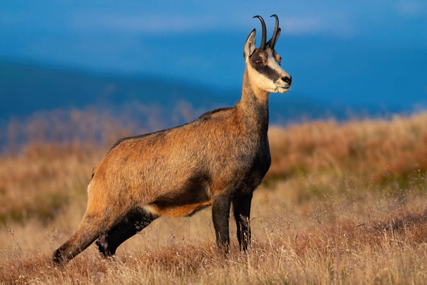 Chamois Free Stock Photos, Images, and Pictures of Chamois