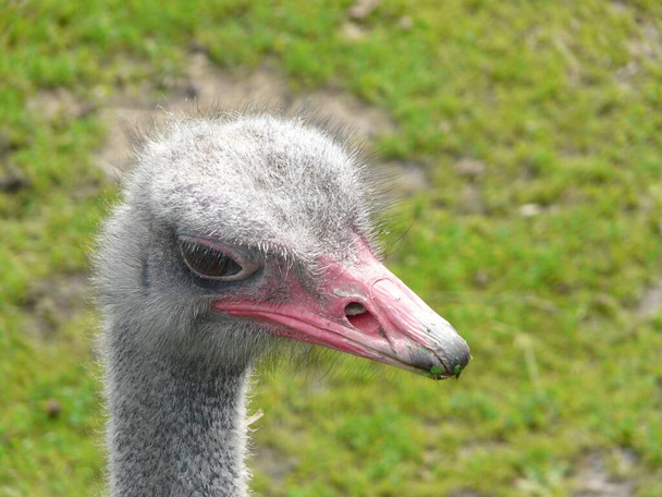 A closeup of the head of an ostrich in a field under the sunlight with a blurry background - Fotoğraf, Görsel