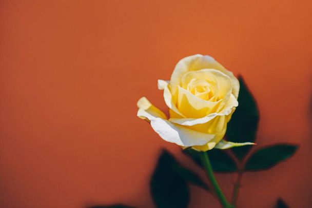 The beautiful white rose on an orange background - Fotoğraf, Görsel