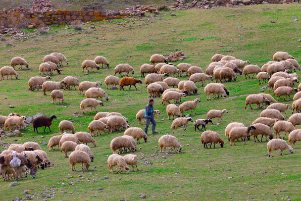 Sheep and shepherd mountain landscape and single tree - Photo, Image