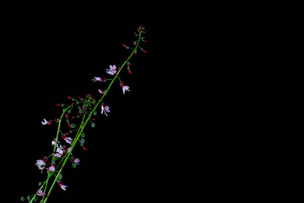 Зачаровані нічні тіні ізольовані на чорному тлі, Circaea lutetiana або Grosses Hexenkraut - Фото, зображення