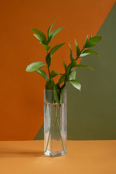 Lange schmale Glasvase mit grüner einheimischer Pflanze steht auf braunem Tisch vor doppelfarbiger Wand im Designstudio oder Wohnzimmer - Foto, Bild