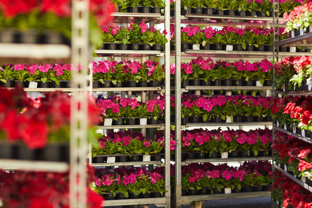 Background image of many pink potted flowers stacked on shelves in plantation, copy space - Photo, Image