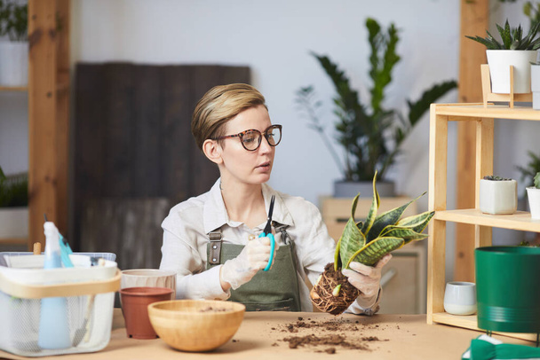 Retrato de plantas contemporáneas de macetas de mujer mientras disfruta de la jardinería en el hogar en interiores, espacio de copia
 - Foto, imagen