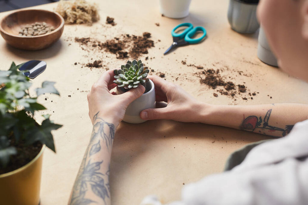 Close-up van getatoeëerde vrouwelijke handen potten vetplanten tijdens het verzorgen van kamerplanten aan ambachtelijke tafel, kopieer ruimte - Foto, afbeelding