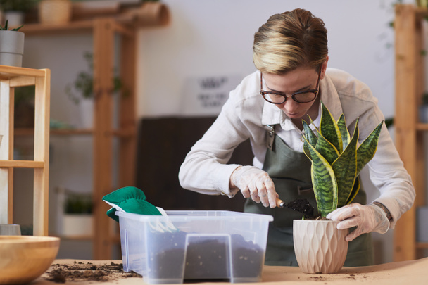 Portrait of modern young woman putting fresh soil into pot while caring for houseplants indoors, copy space - Foto, imagen