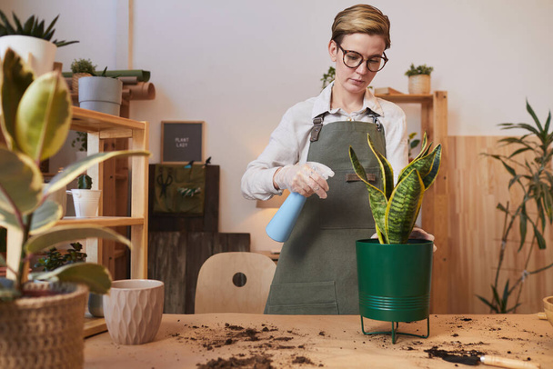 Waist up portrait of young woman watering dracaena while caring for houseplants indoors, copy space - Photo, Image