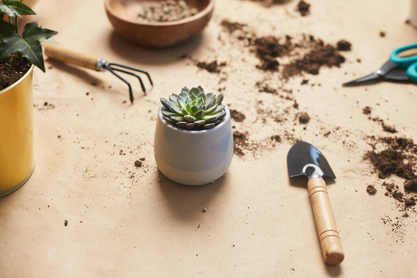Close up background image of tiny succulent plant on craft table with gardening tools, copy space - 写真・画像