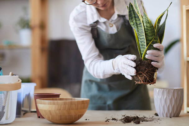 Cropped portrait of modern young woman potting plants while enjoying home gardening, copy space - Foto, imagen