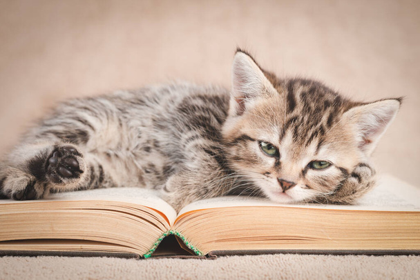 Kotě líně leží na otevřené knize. - Fotografie, Obrázek