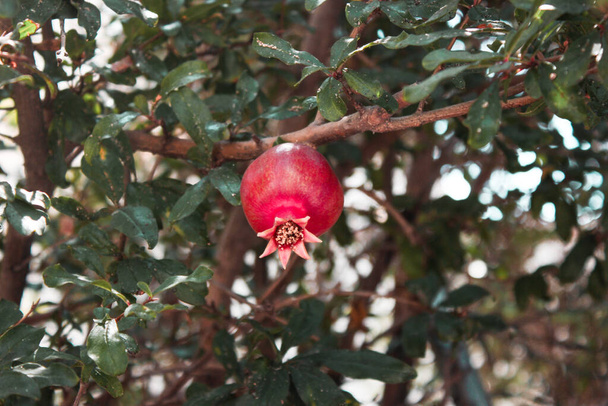 Μικρό κόκκινο ρόδι σε ένα δέντρο - Φωτογραφία, εικόνα